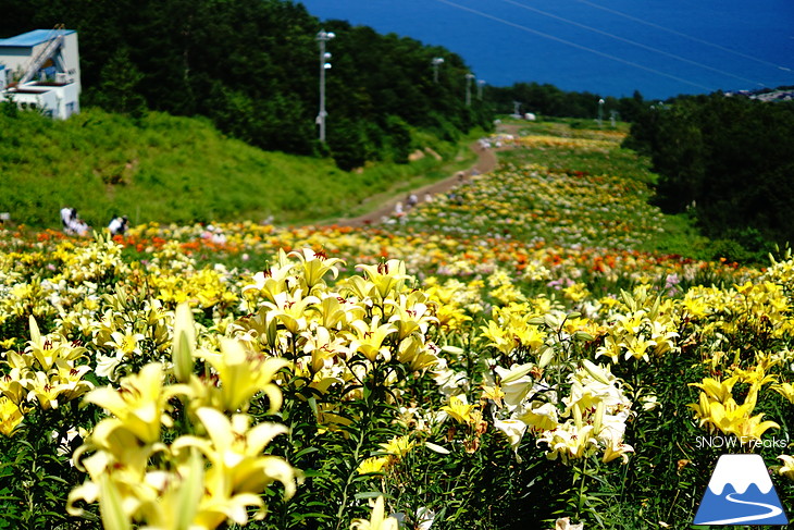 北海道最大級、213万輪のゆりの花！『オーンズ春香山ゆり園』